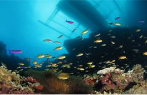 Seaquest Dive Center Bohol